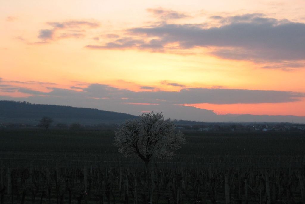 Weinbau Dieter Schweifer - Sonnenuntergang