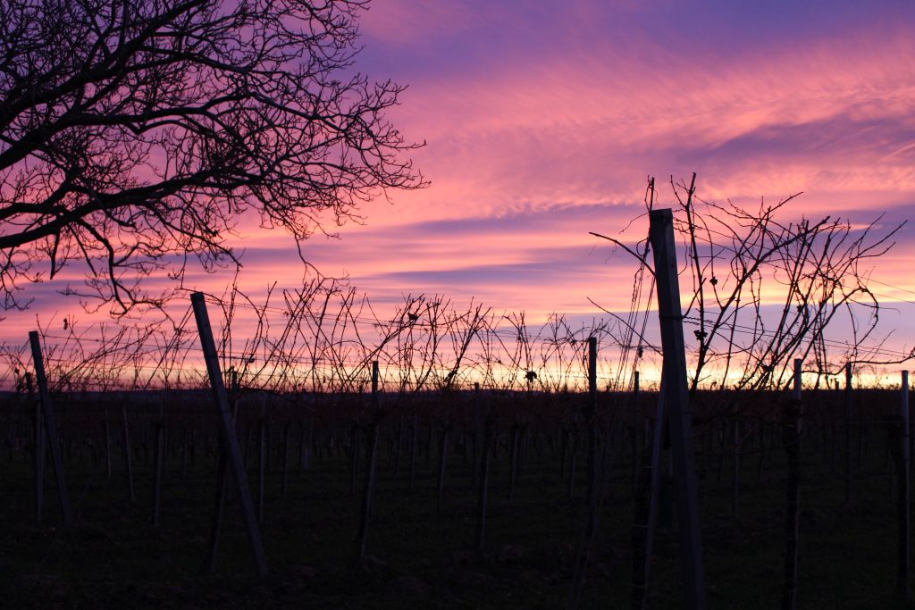 Weinbau Dieter Schweifer - Sonnenuntergang mit Weinreben im Bild