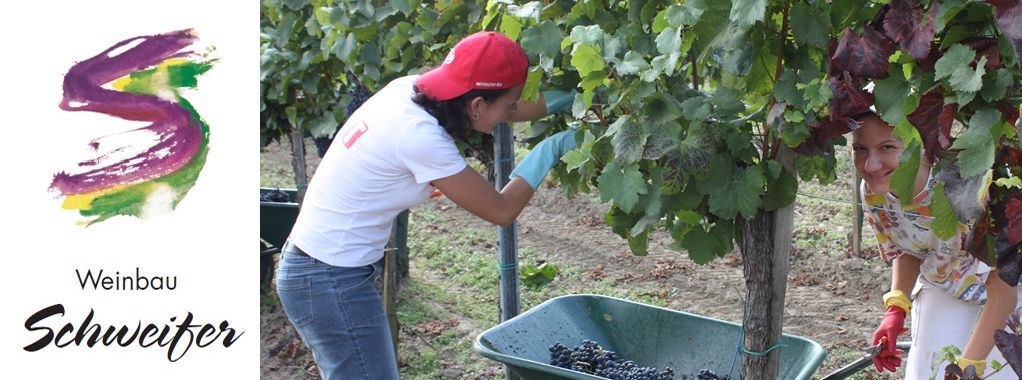 Weinlese bei Weinbau Dieter Schweifer